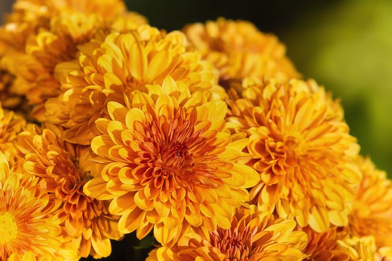 Chrysanthemums