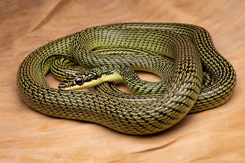 Chrysopelea ornata - Golden Tree Snake