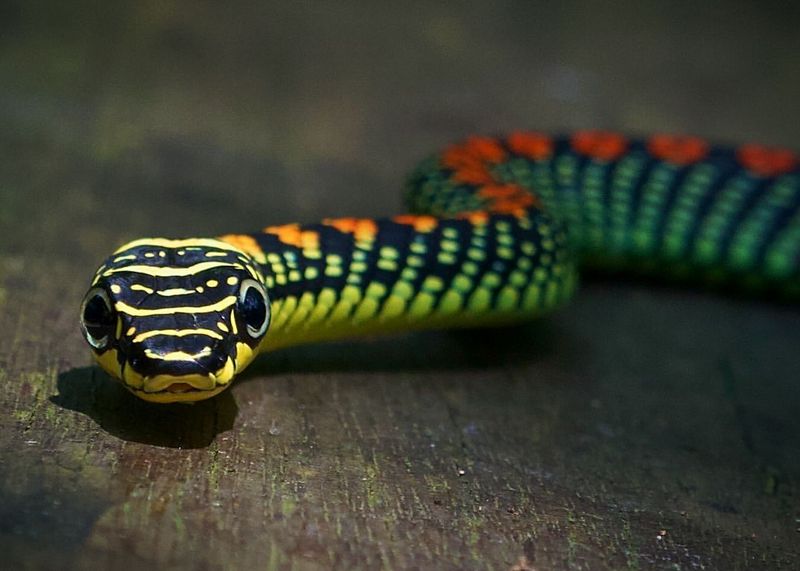 Chrysopelea paradisi - Paradise Tree Snake