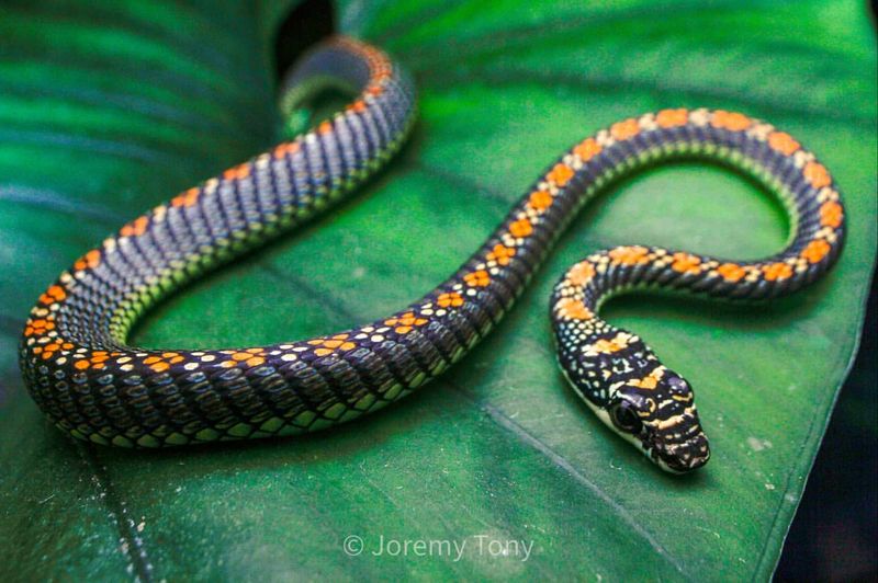 Chrysopelea pelias - Banded Flying Snake