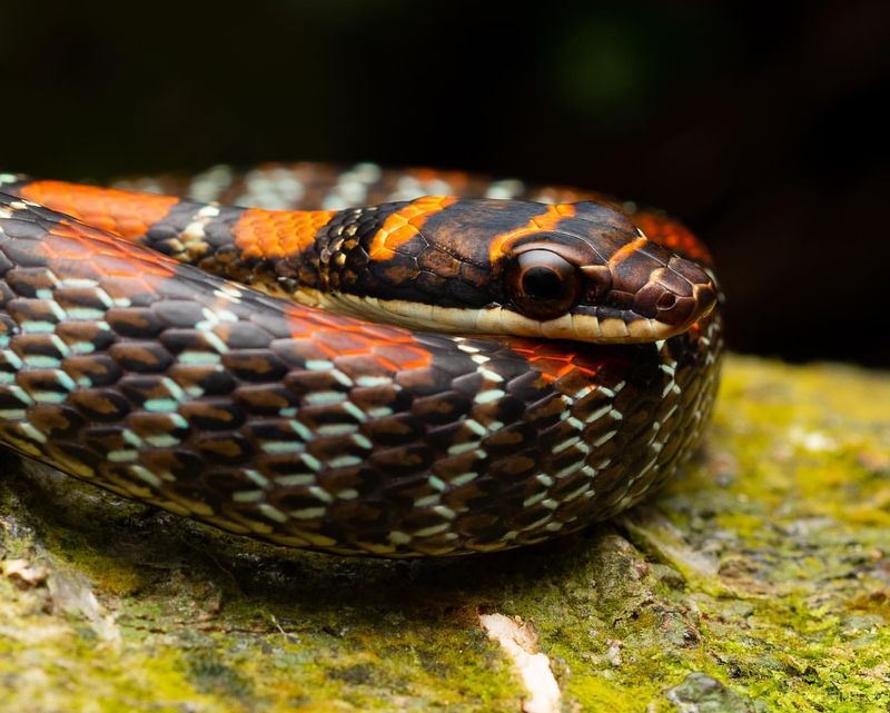 Chrysopelea rhodopleura - Twin-Barred Tree Snake