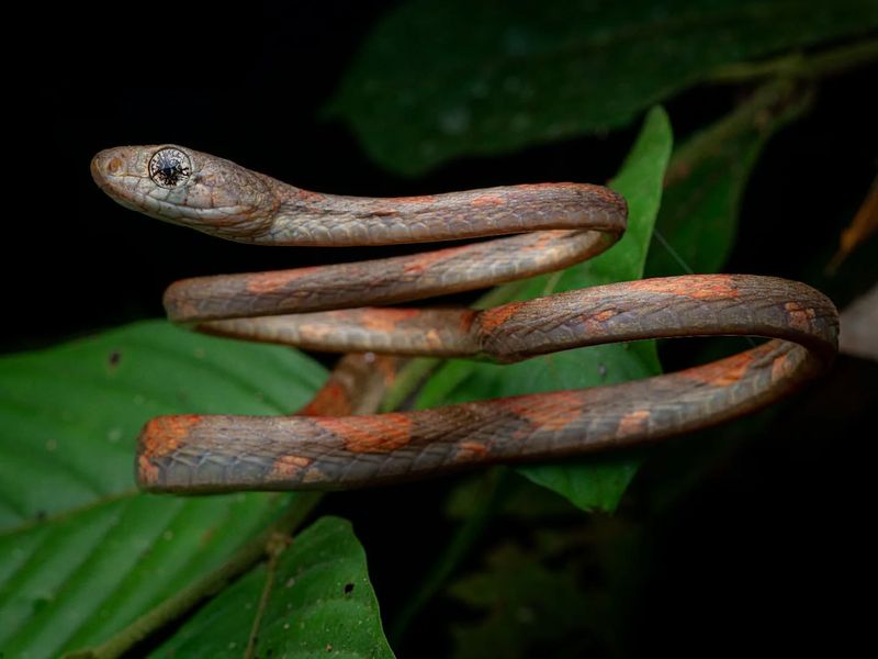 Chrysopelea taprobanica - Sri Lankan Flying Snake