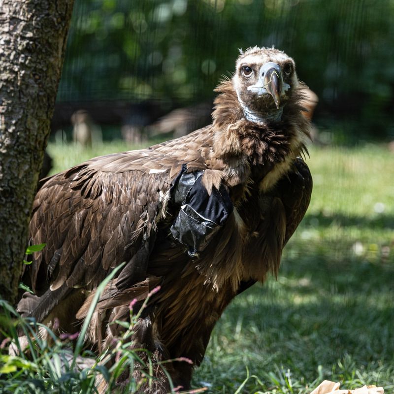 Cinereous Vulture