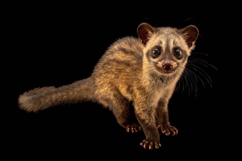 Civet