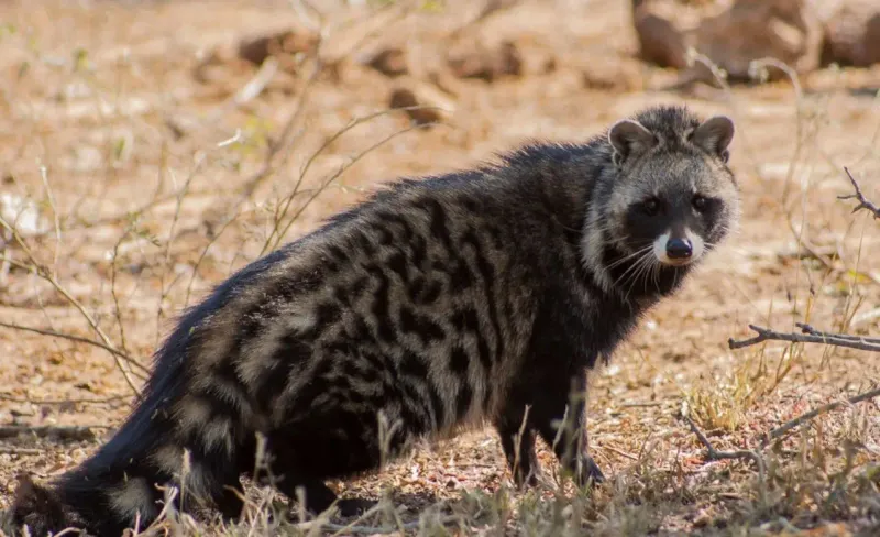 Civet