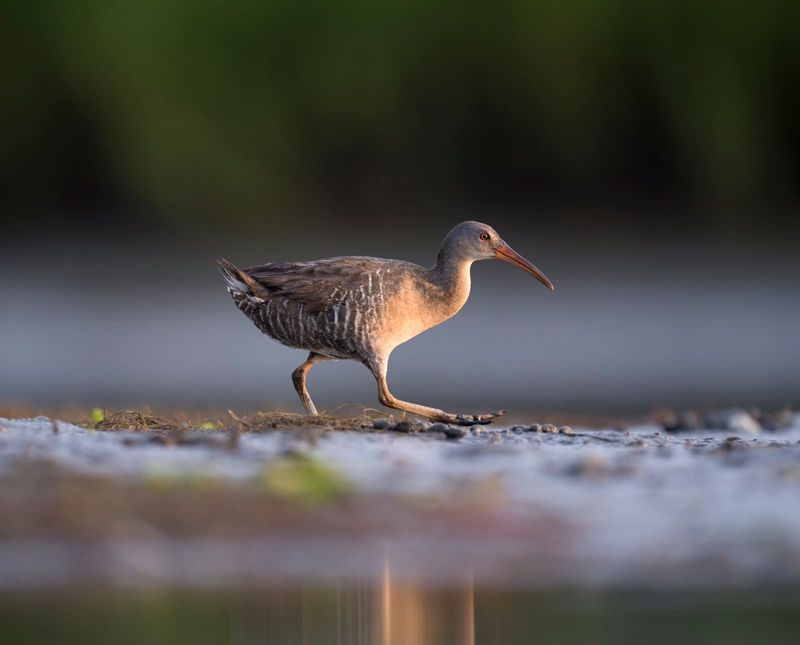 Clapper Rail