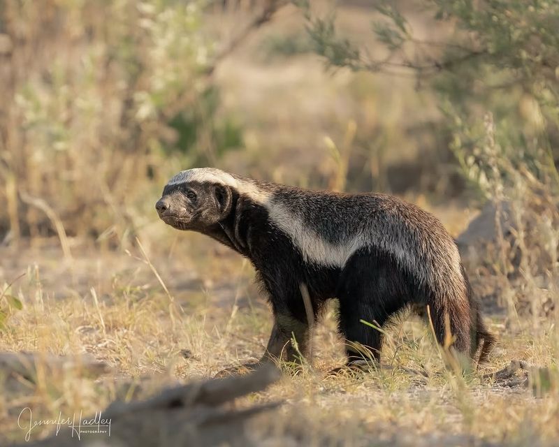 Honeyguide Bird And Honey Badger