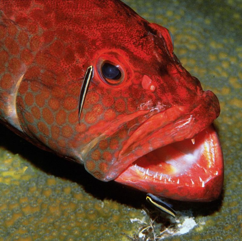 Cleaner Wrasse and Grouper Fish