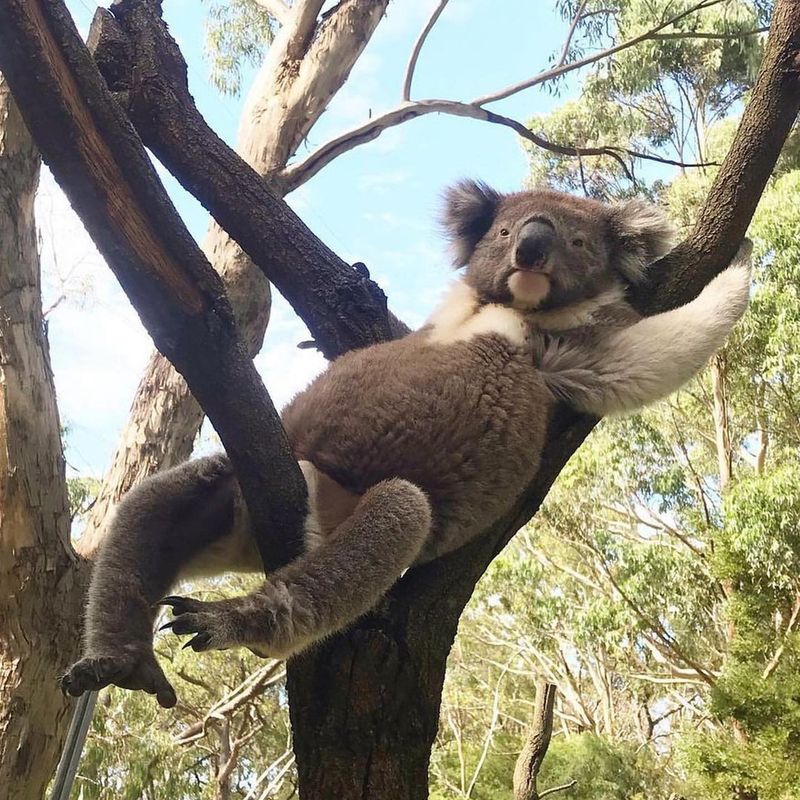 Cleland Wildlife Park, Australia