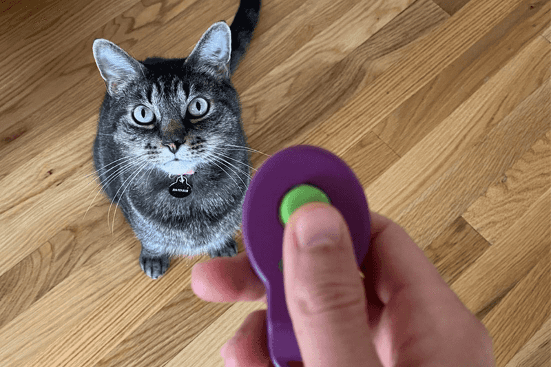 Clicker Training