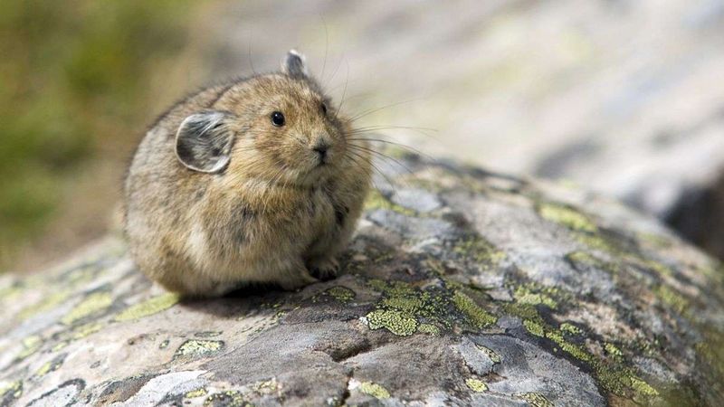 Close Relatives of Rabbits