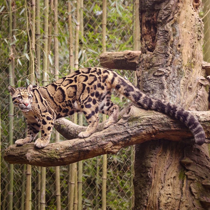 Clouded Leopard