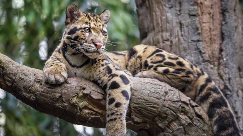 Clouded Leopard's Forest Fantasia