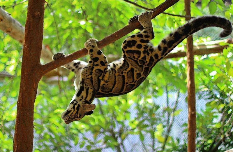 Clouded Leopard's Aerial Attack