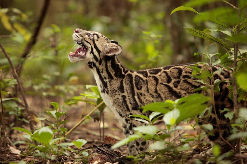 Clouded Leopard