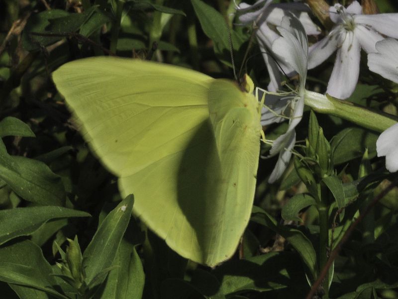 Clouded Sulphur - Illinois