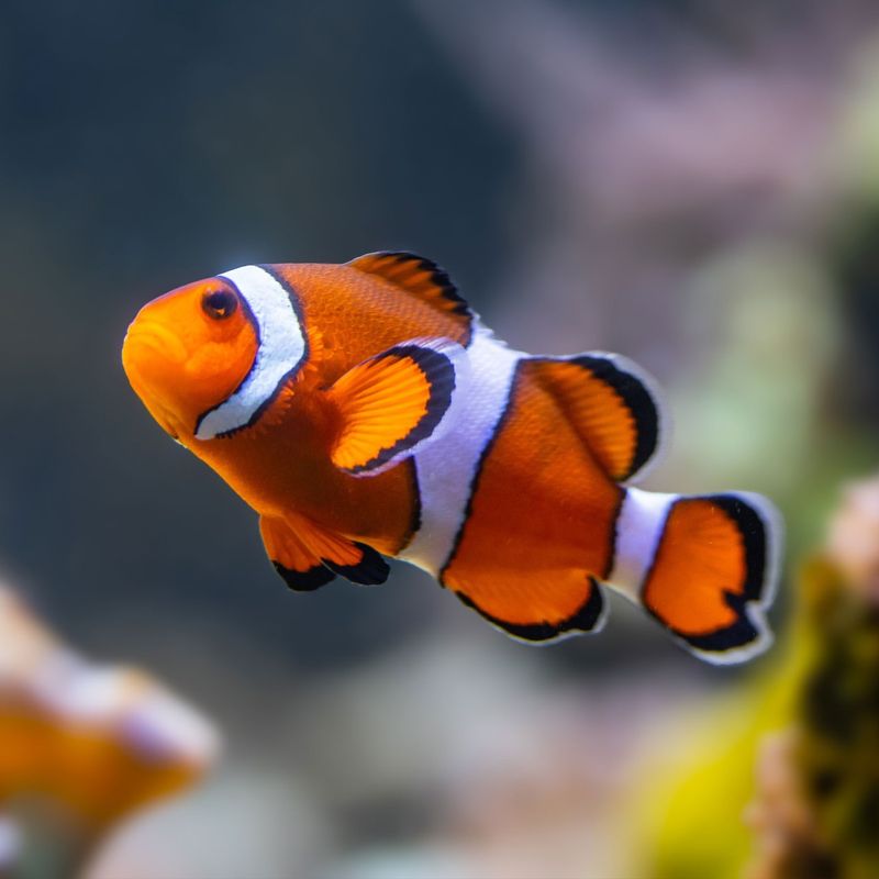 Clownfish