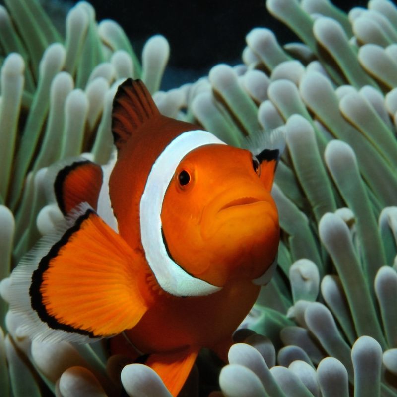 Clownfish