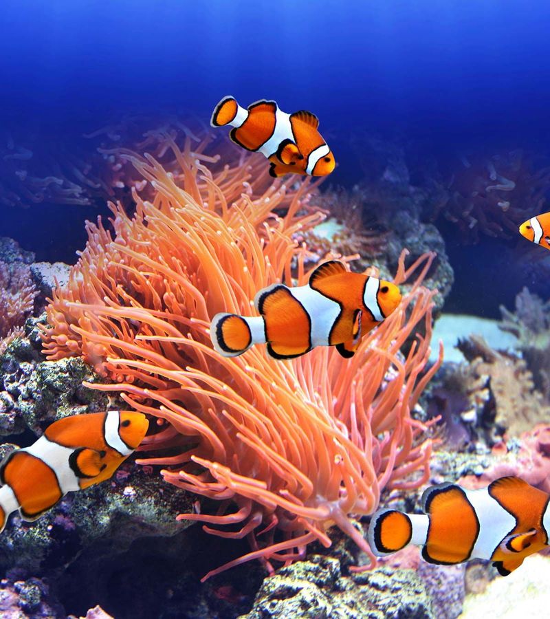 Clownfish