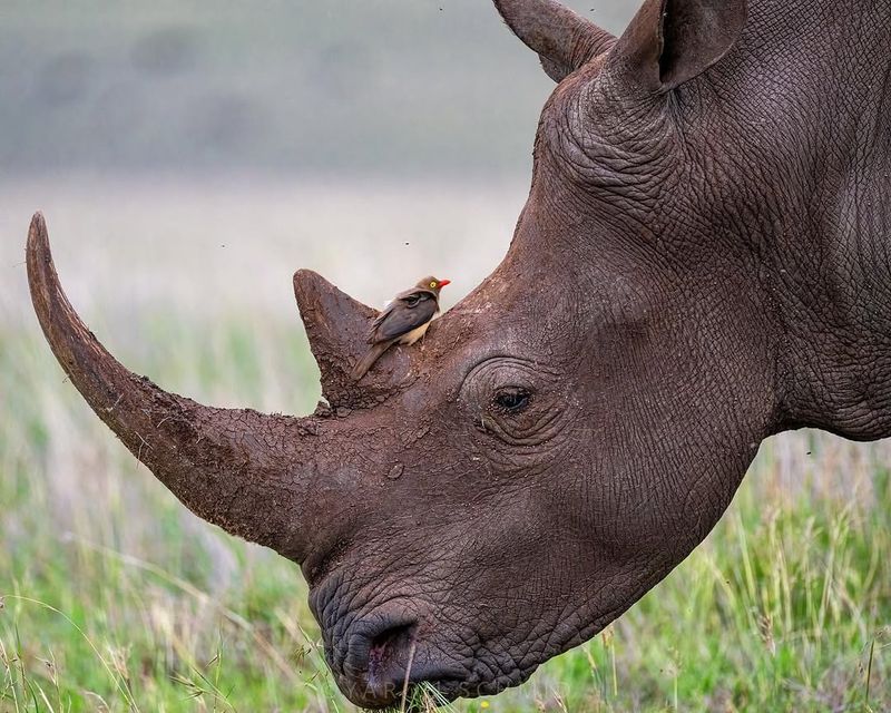 Oxpecker And Rhino