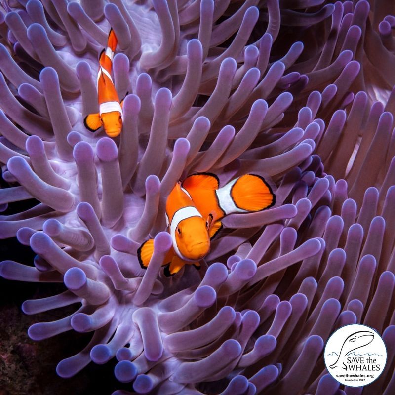 Clownfish and Sea Anemone