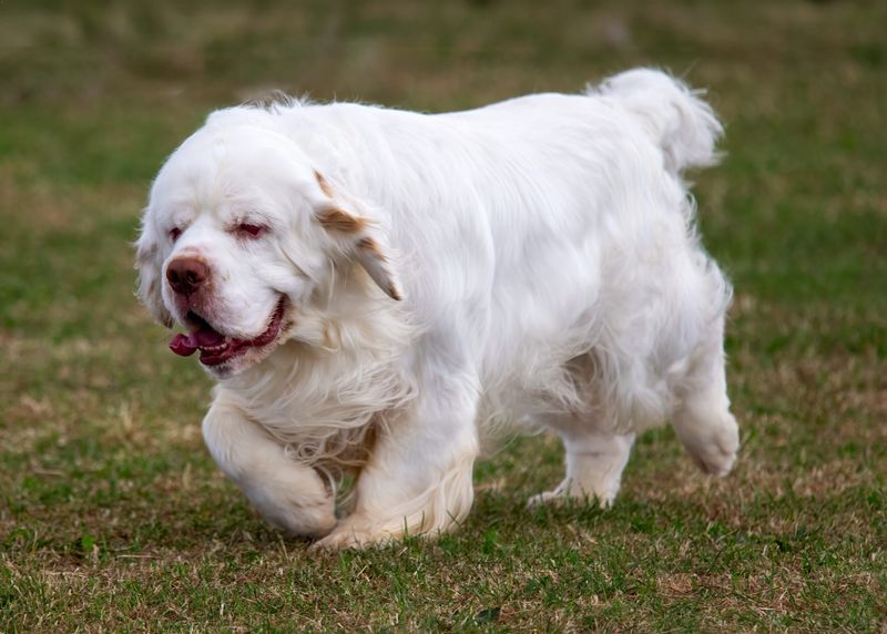 Clumber Spaniel