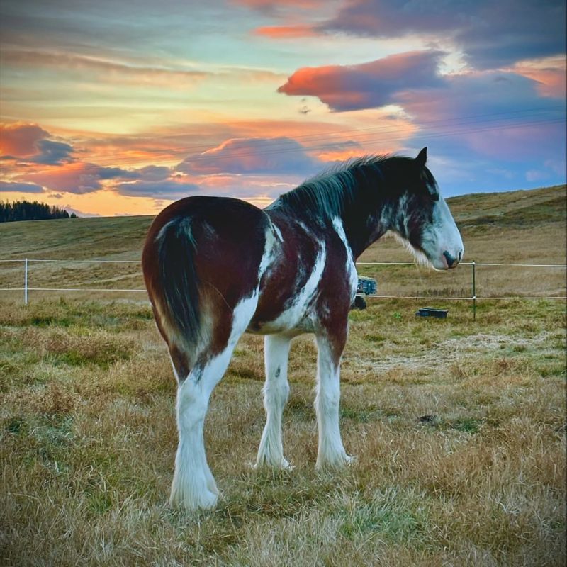 Clydesdale