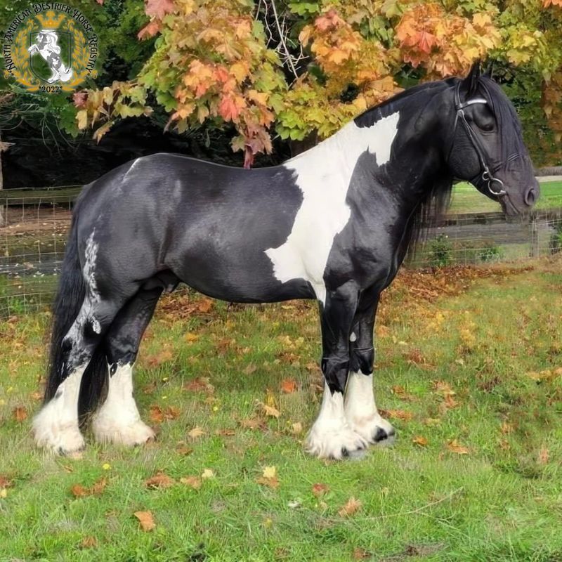 Clydesdale