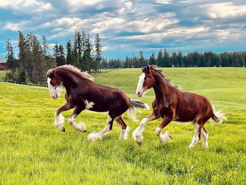 Clydesdale