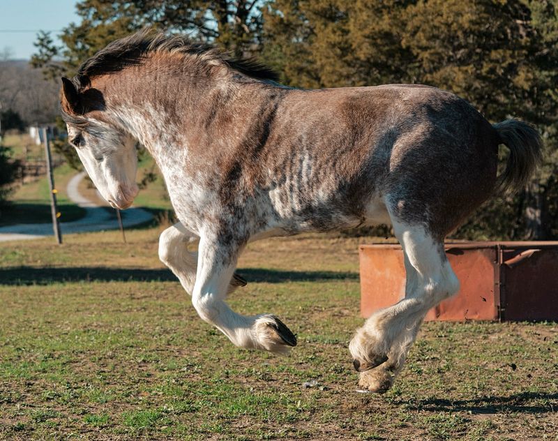 Clydesdale