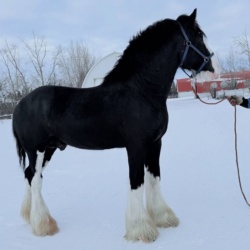 Clydesdale