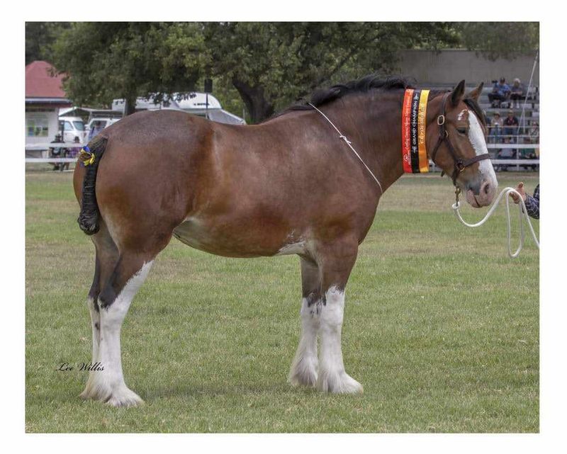 Clydesdale