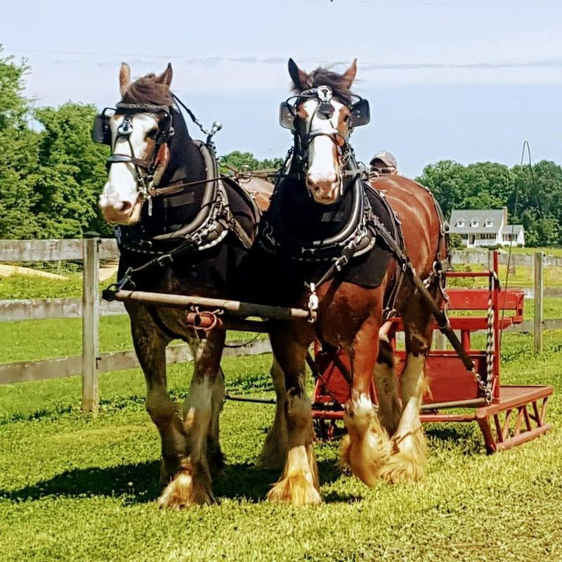 Clydesdale