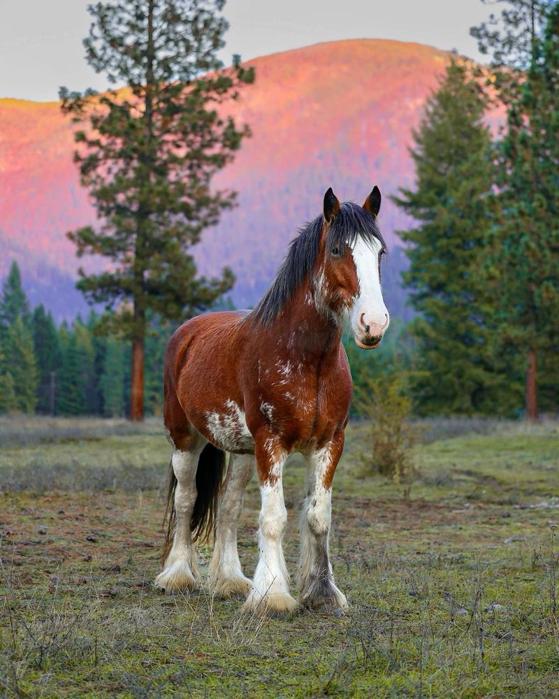 Clydesdale