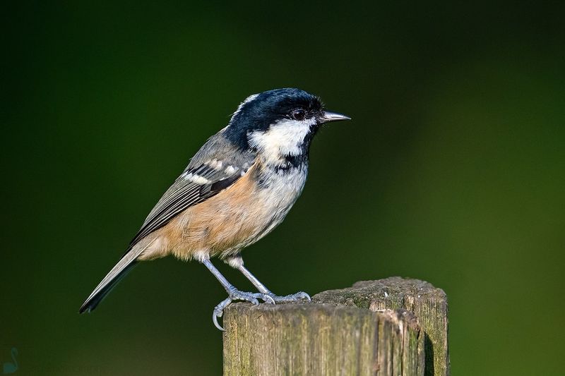 Coal Tit