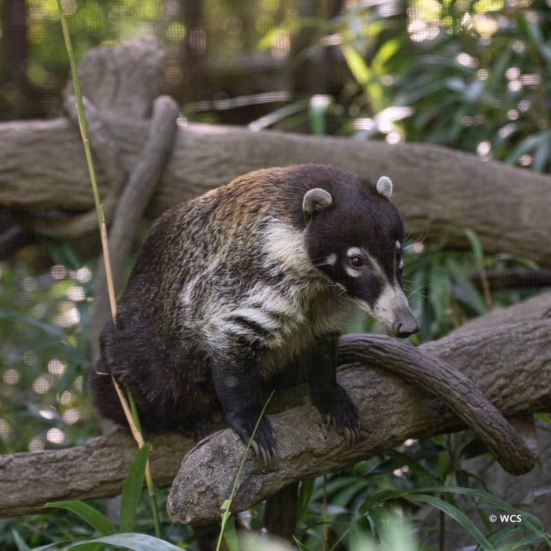 Coati