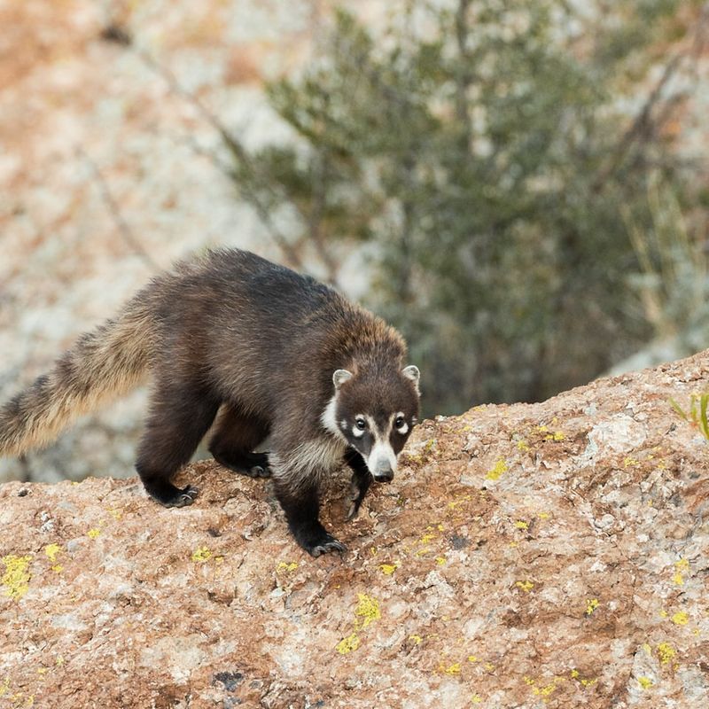 Coatimundi