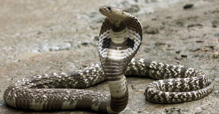 Cobras In Florida: Reality Or Myth?