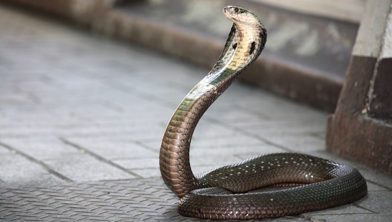 Cobras in Florida: Reality or Myth