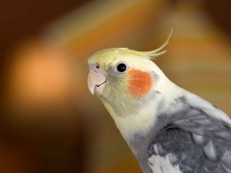 Cockatiel