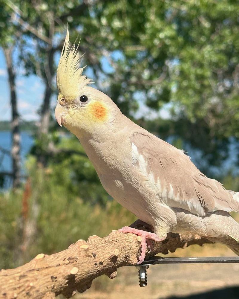 Cockatiel