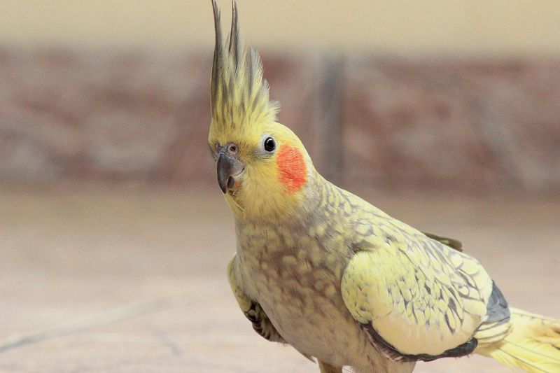 Cockatiel