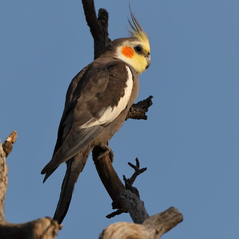 Cockatiel