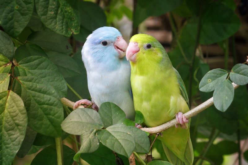 Parrotlets