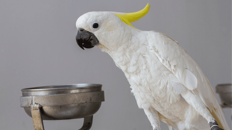 Cockatoo Adaptability and Longevity