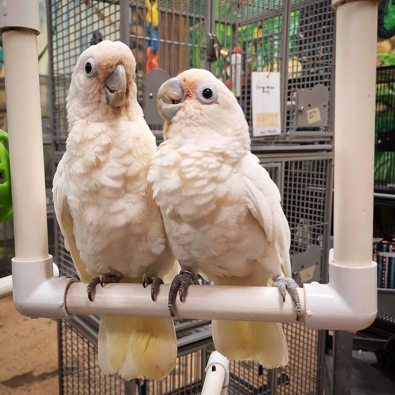 Cockatoo (Smaller Species)