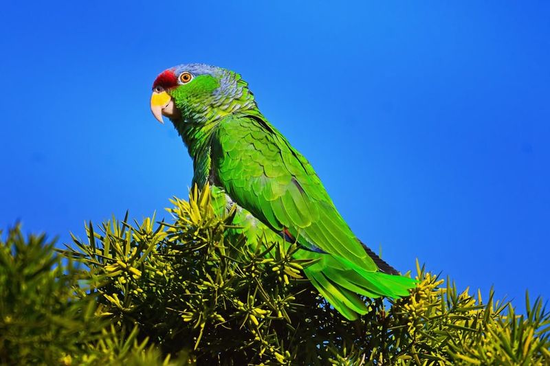 Amazon Parrot