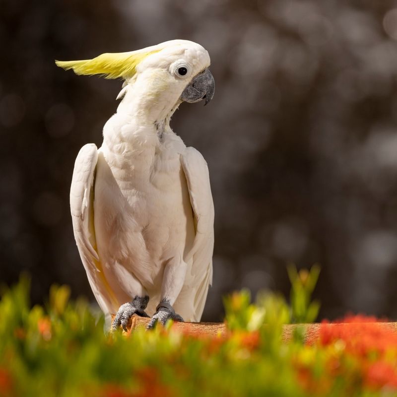 Cockatoos' Charm