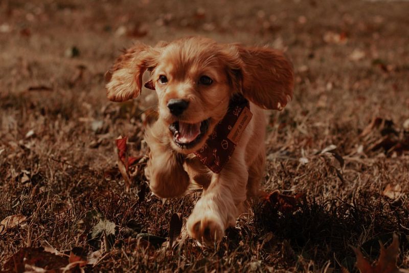 Cocker Spaniel