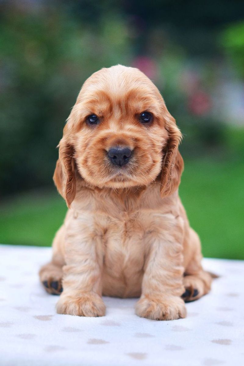 Cocker Spaniel